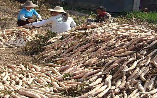 薯渣烘干生產(chǎn)線中都包含哪些設備 薯渣烘干生產(chǎn)線中都包含哪些設備